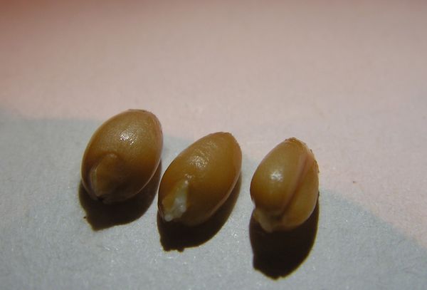 Покълнало жито