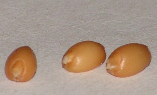 Покълнало жито