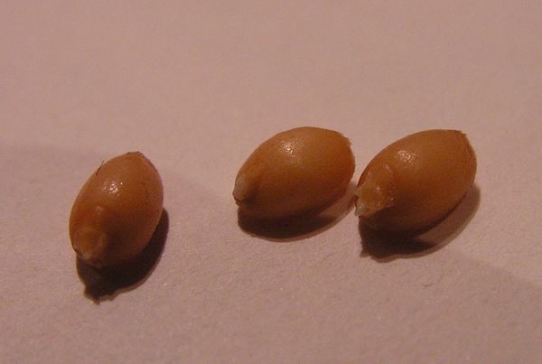 Покълнало жито